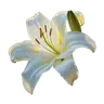 Profile picture of Eery